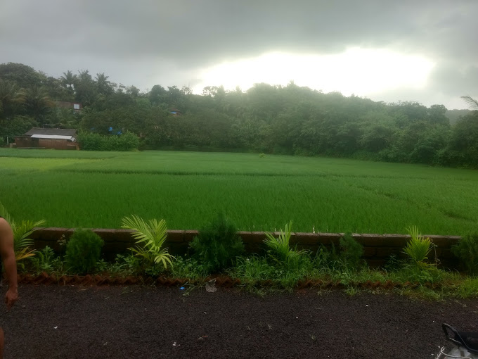 Swamis Stargaze Kokan
