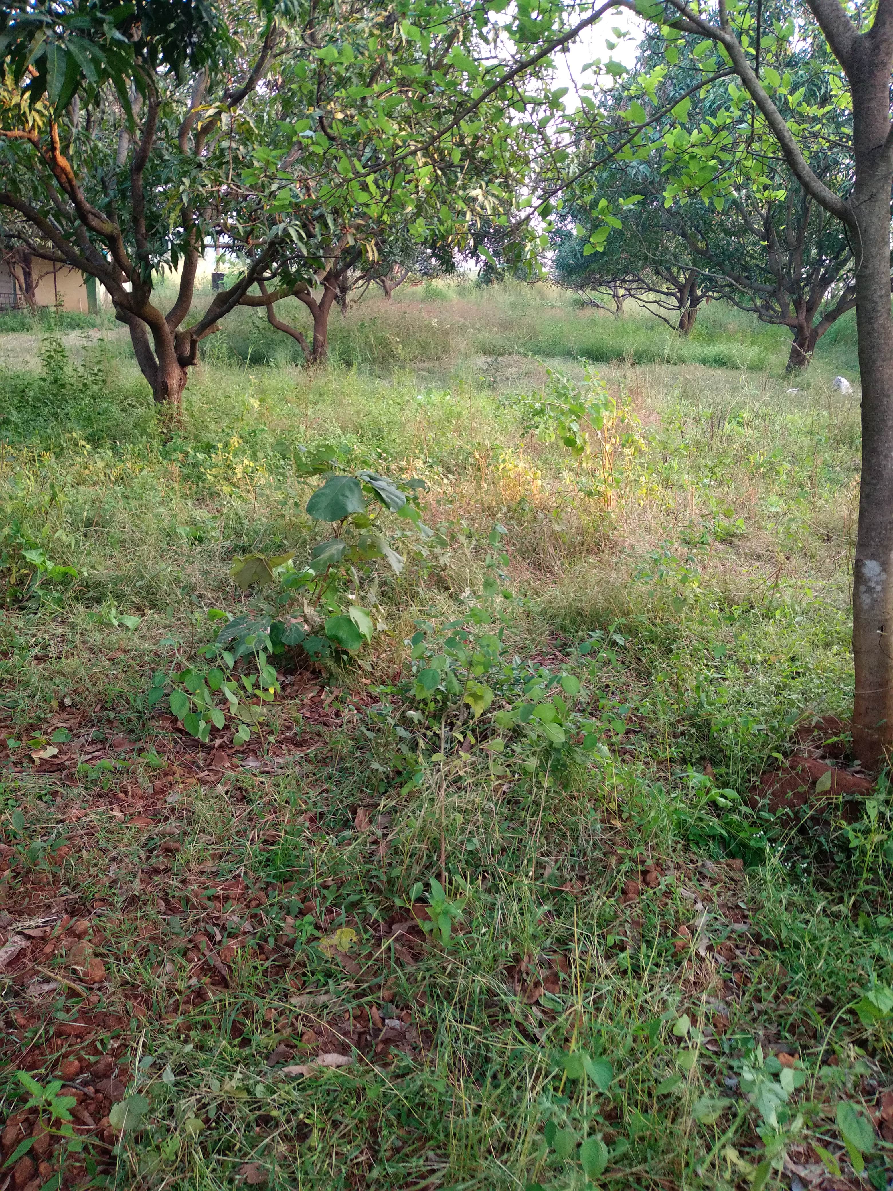 Agricultural land Kalyan badlapur main road 3 lakh per guntha 7 acre Thane