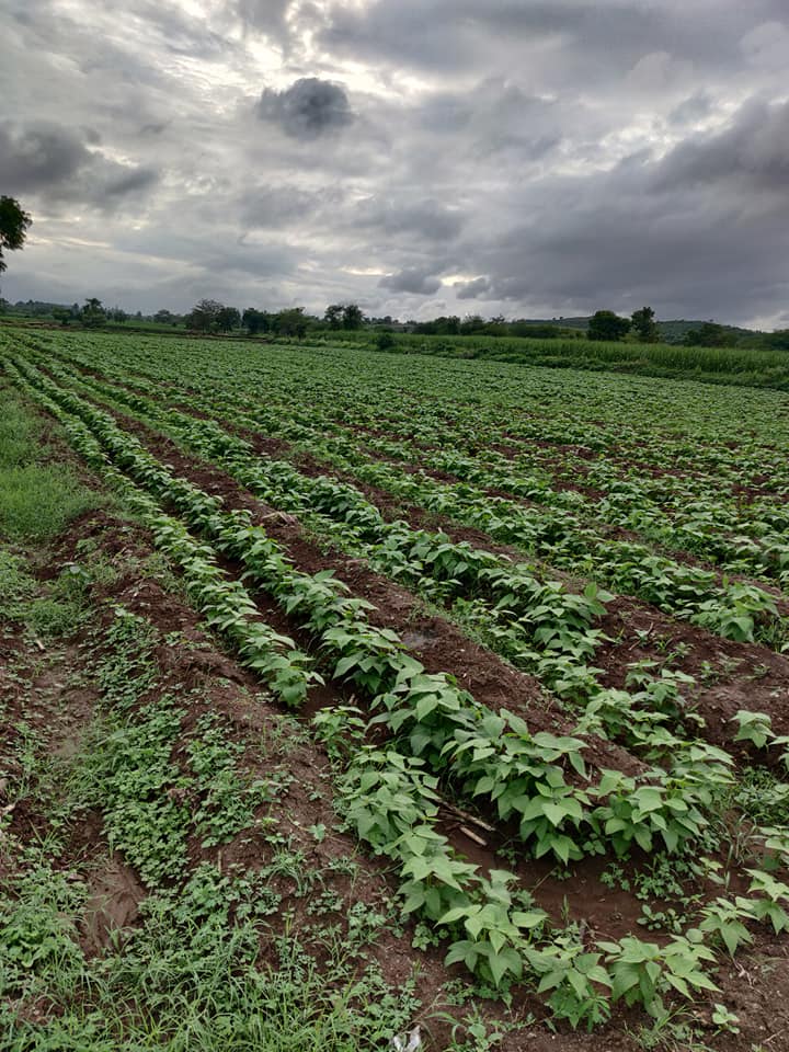 2.5 acres agricultural plot for sale in Bhongwali, Ratnagiri Kokan