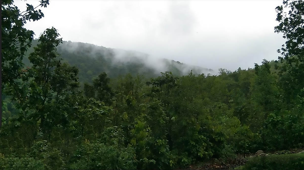 Whispers Of Forest Pune