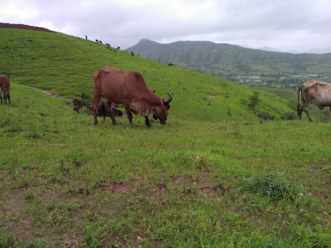 Godham Eco Village Dwarka Kingdom Pune