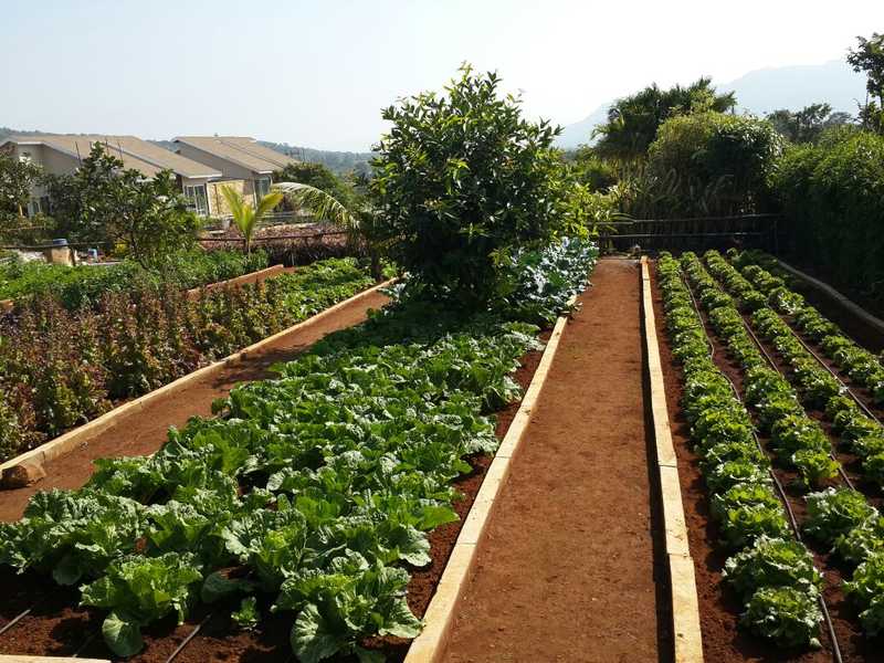 Canary Farms Panshet